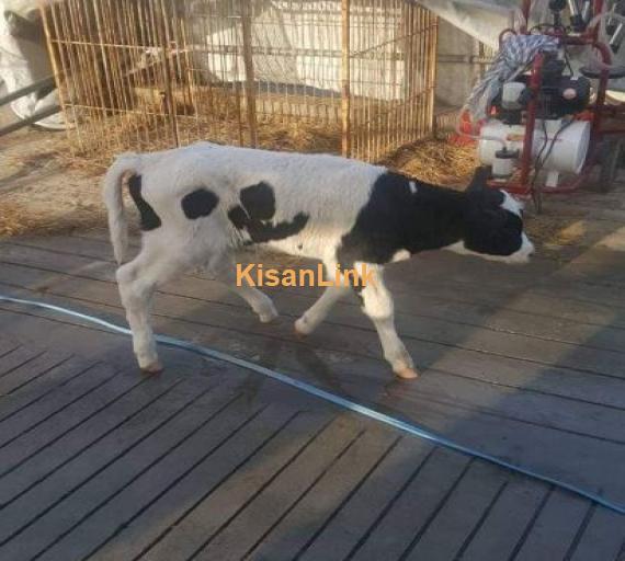 Dutch pedigreed male calves of one week