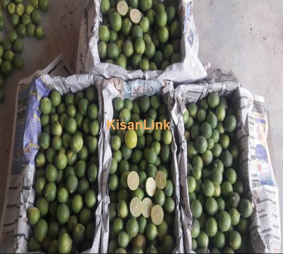 Seedless lemon For sale