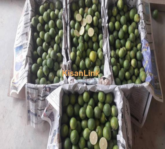 Seedless lemon For sale