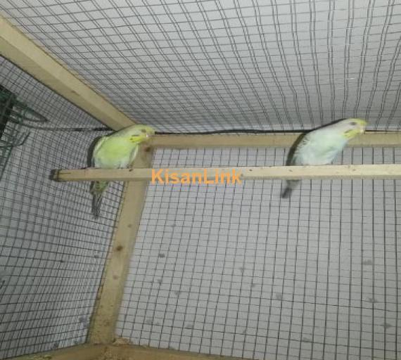 #Fellow breeder pair for sale all birds