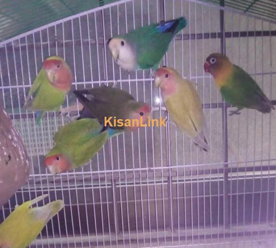 one breeder pair ( female common lotino or male peach face )  2 pair lutino peach face  one peice extra black mask  one big cage