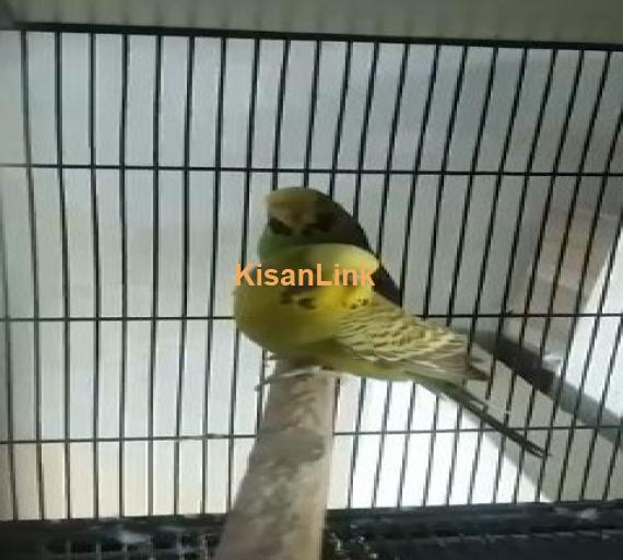 Under size exhi pair Male breeder female ready to 1st breed 100% for sale