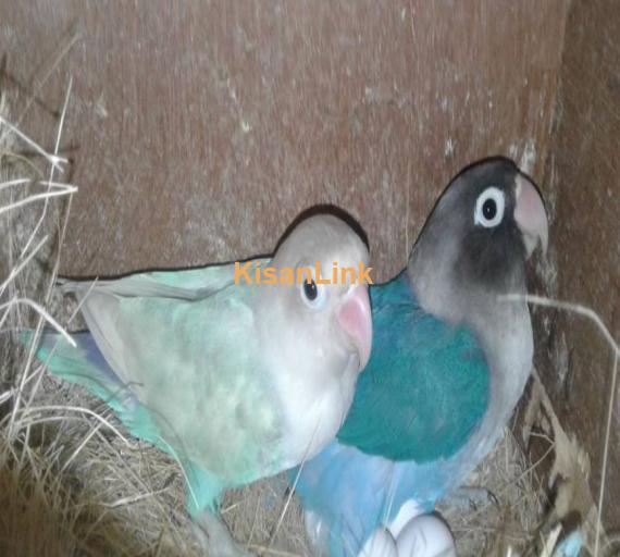 5 pair of love birds for sale  3 pairs 1 piece cobalt 1 piece pastal  1 pair common Latino  1 pair male Latino parsnata female cobalt