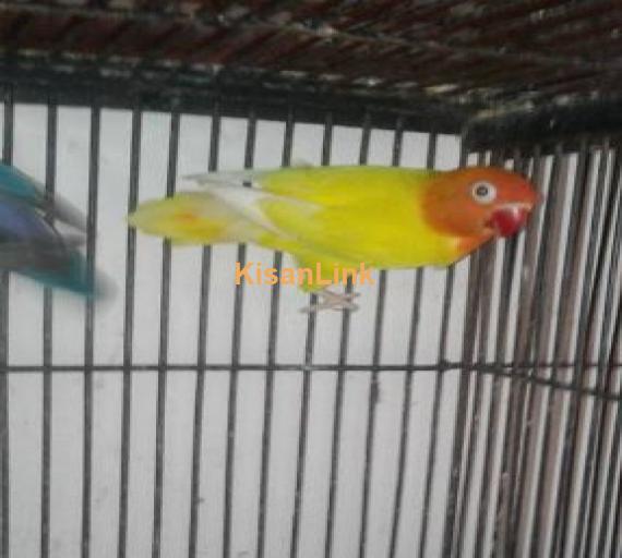 5 pair of love birds for sale  3 pairs 1 piece cobalt 1 piece pastal  1 pair common Latino  1 pair male Latino parsnata female cobalt