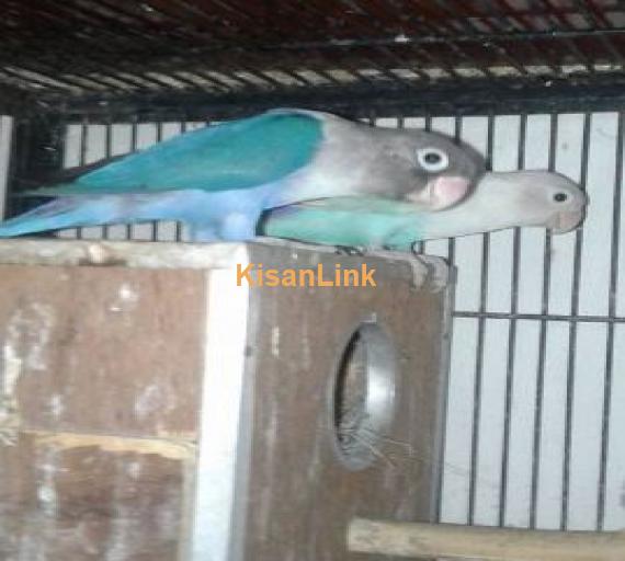 5 pair of love birds for sale  3 pairs 1 piece cobalt 1 piece pastal  1 pair common Latino  1 pair male Latino parsnata female cobalt