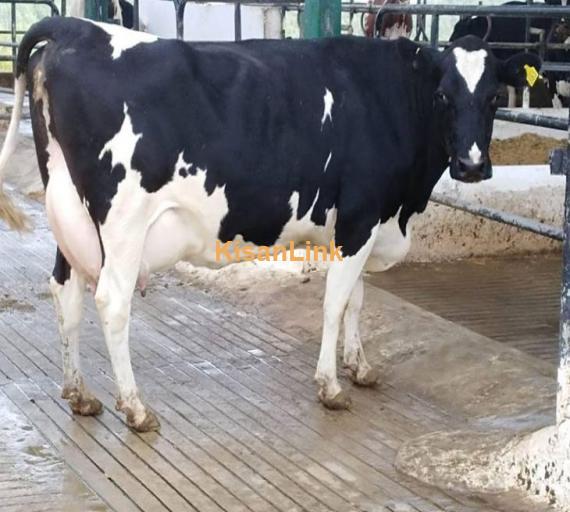 Freshly calved pure friesian  With female calf