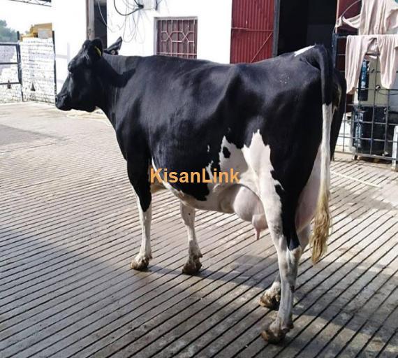 Freshly calved pure friesian  With female calf