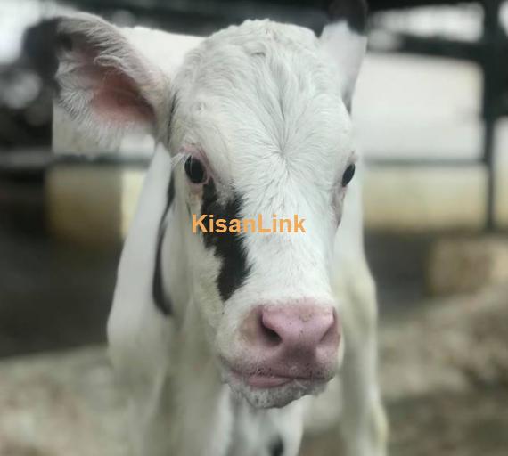 Newly born HF & Friesian female calves for sale