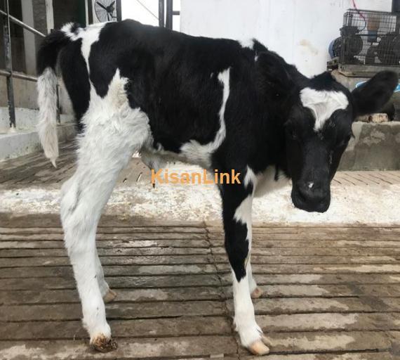 Newly born HF & Friesian female calves for sale
