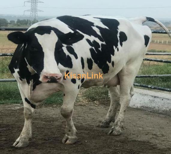 Holstien friesian beauty  Will calve for 2nd lactation . 220days pregnant