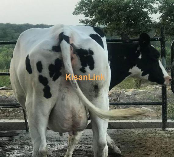 Holstien friesian beauty  Will calve for 2nd lactation . 220days pregnant