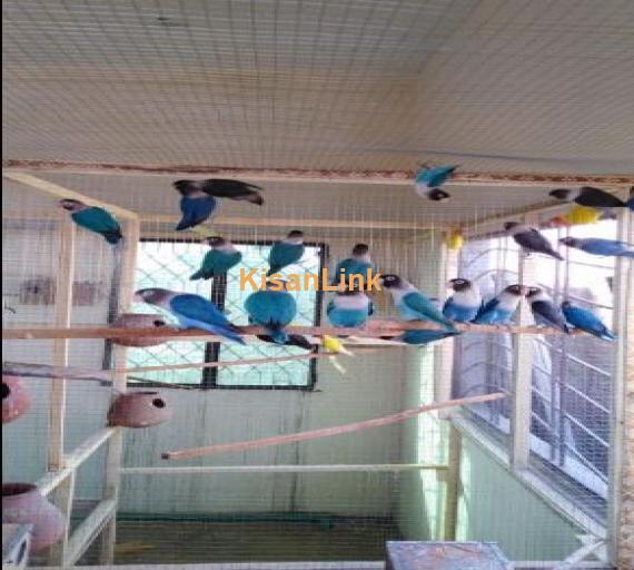 Whole colony for sale Total birds 27-28