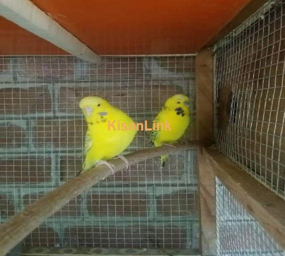 MashaAllah  Tcb pair for sale