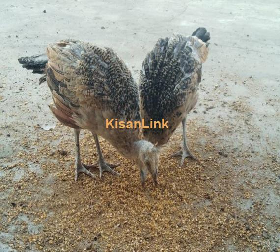 Peacock chicks available for sale at reasonable price.