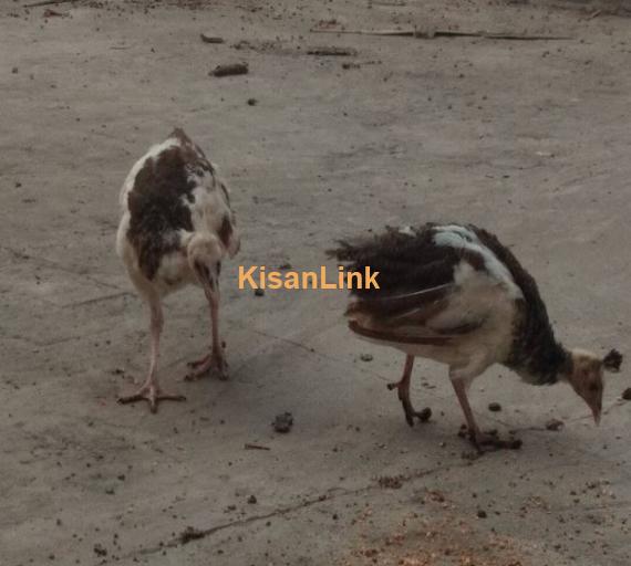 Peacock chicks available for sale at reasonable price.