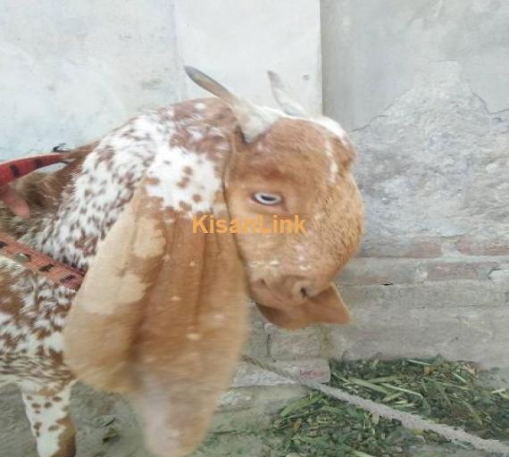 For sale Beautiful puer makhi cheeni path Cnfrm ghbhn  for sale