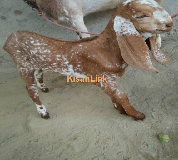 For sale  Puer Dasi bakri with 1puer makhi cheena out class male kid