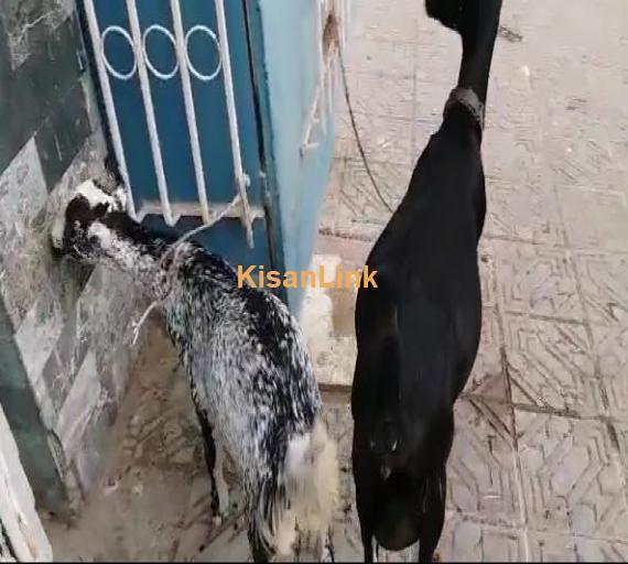 Mashallah Cute Bakriyan with kids for sale