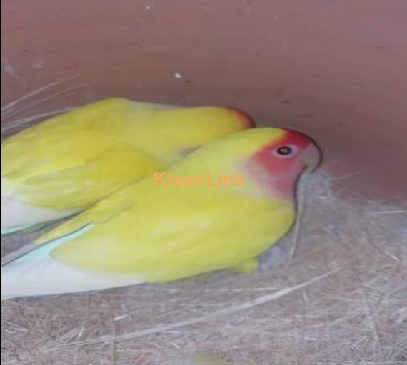 Comman Latino pair 4 sale