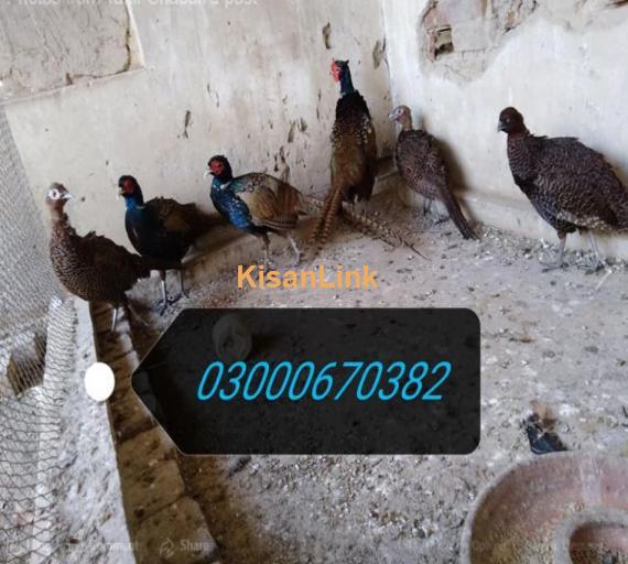 Assalam-0-Alaikum! ? Allahamdulillah ? active and healthy green pheasants breeder and peacocks 1 year (blue, black, purple) adult pairs ready for sale. ? Eggs growth vaccinated vaccinated and home based ready peacocks and pheasants avail for sale.