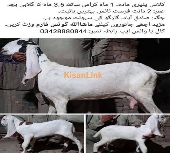 Class female got for sale