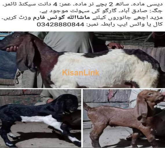 Desi mada bakri for sale sath 2 bachay