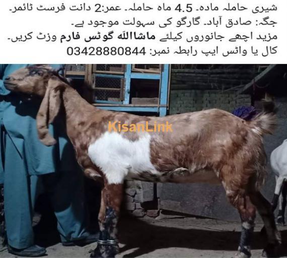 Sheeri hamila bakri for sale