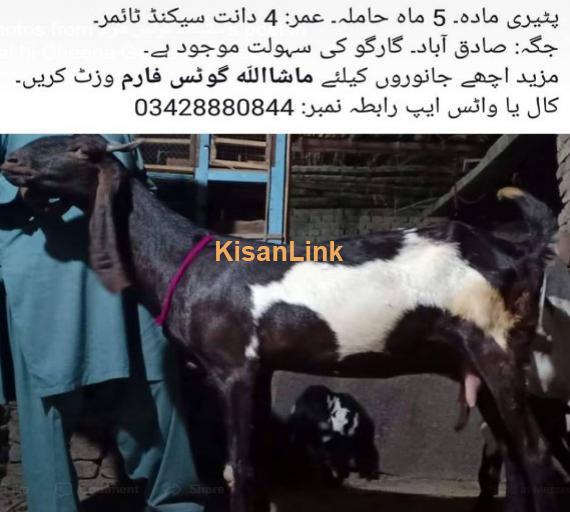 peeri madah for sale