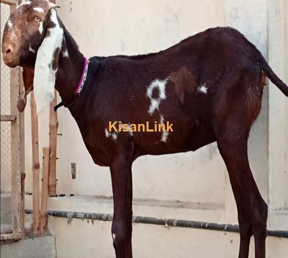 گ سائز امرتسری حاملہ مادہ