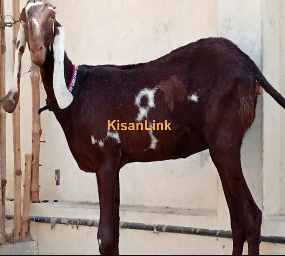 گ سائز امرتسری حاملہ مادہ