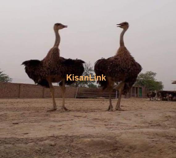 Ostrich شتر مرغ pair for sale Age: 11 month's  African Black Neck Imported