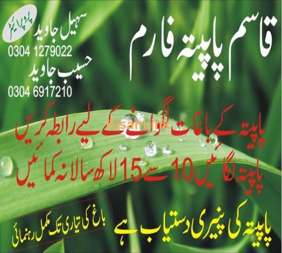 Mashallah excellent growth of papaya nursery available for sale