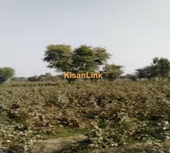 275 acer Agricultural Land For Sale