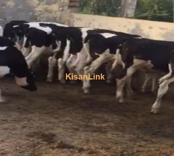 Young stock of cows available