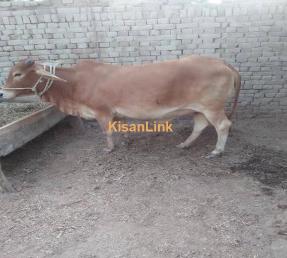 Sahiwal breed for sale