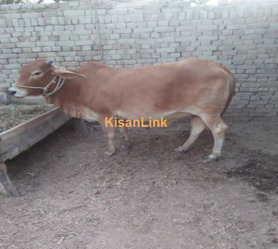 Sahiwal breed for sale