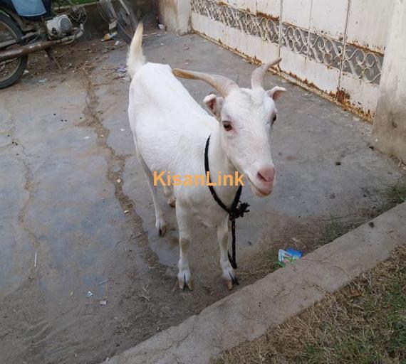 teddy bakro ki jori