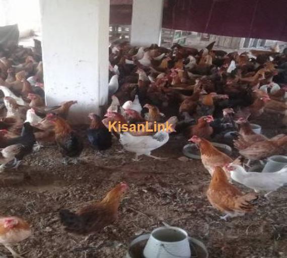 Goldan misri hens for sale