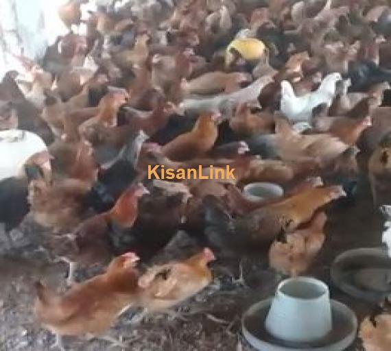 Goldan misri hens for sale