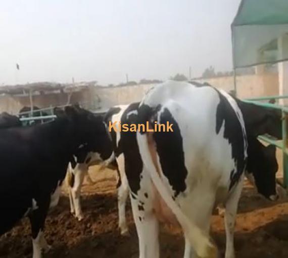 Cows For sale
