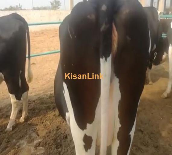 Cows For sale