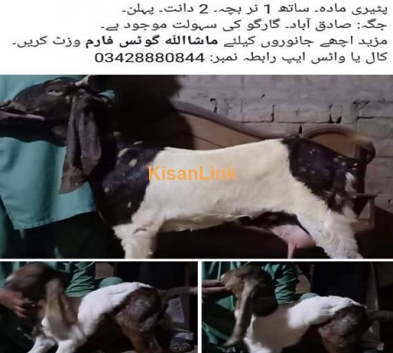 peeri madah for sale 1 bachay kay sath