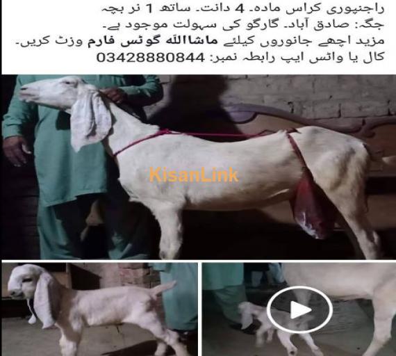 Rajanpuri cross madaa for sale