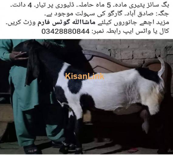 Big size  female goat for sale