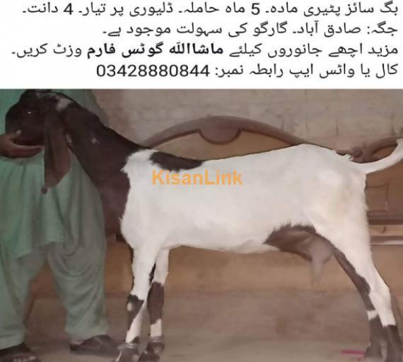 big size peeri mada for sale
