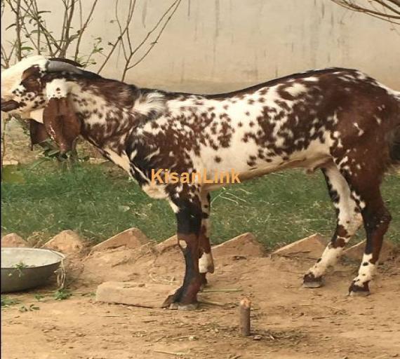 Beautiful Beetal Makhi Cheema (Pure Desi) Bakra for sale