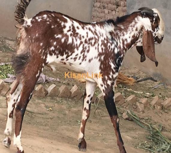 Beautiful Beetal Makhi Cheema (Pure Desi) Bakra for sale