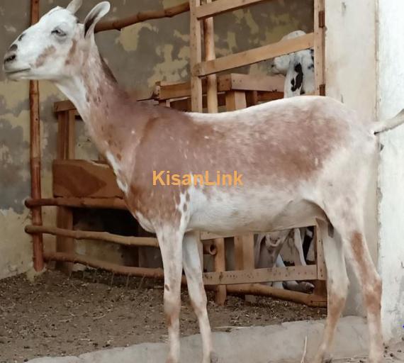 ماشاءاللہ بربری حاملہ مادہ۔ 4 دانت۔