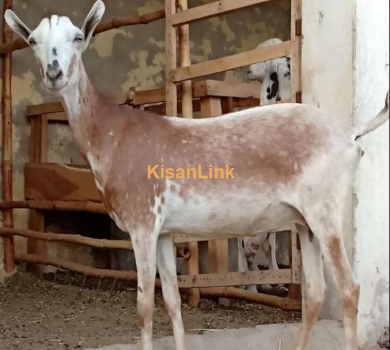 ماشاءاللہ بربری حاملہ مادہ۔ 4 دانت۔