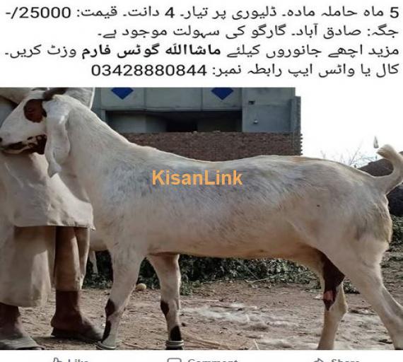 5 mah hamila barki for sale
